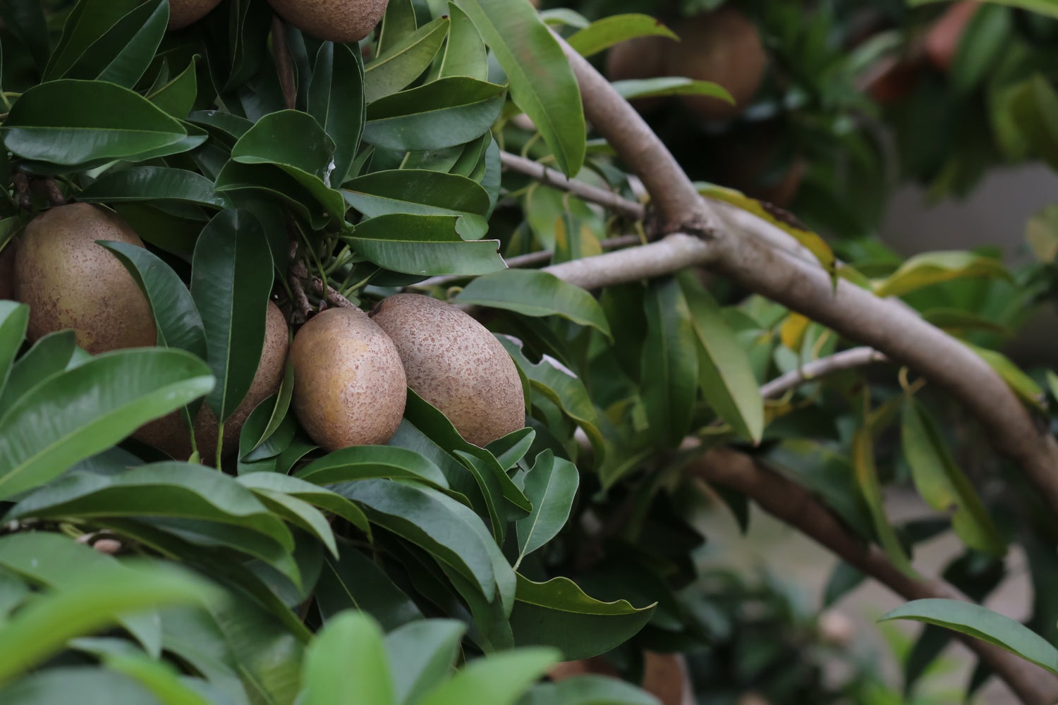 The Story of Chicle: How REFRESH Gum Brings Nature’s Original Chew to You